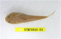 藏品(日本瞻星魚)的圖片